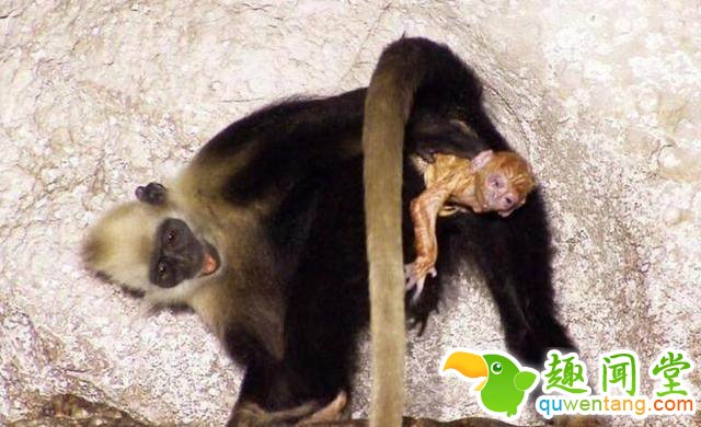 母猴生产，旁边一只老年猴子的反应惊人！