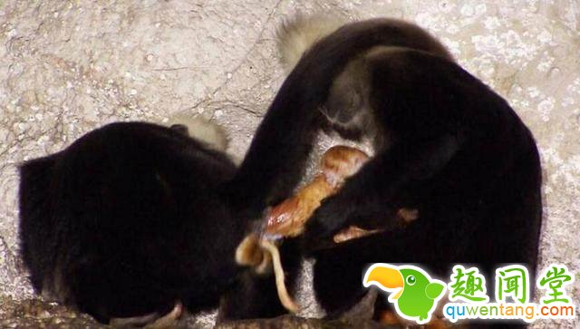 母猴生产，旁边一只老年猴子的反应惊人！