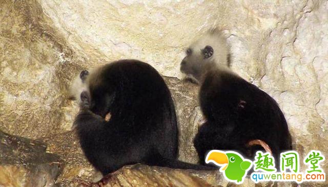 母猴生产，旁边一只老年猴子的反应惊人！