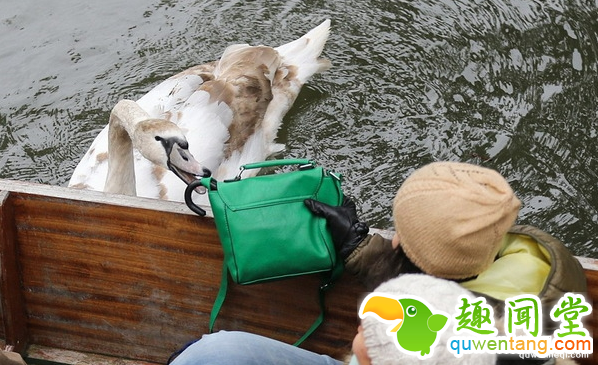 脾气最坏的天鹅，恐吓追咬游客，家族三代均为剑桥“河霸”