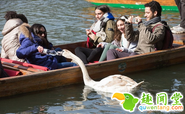 脾气最坏的天鹅，恐吓追咬游客，家族三代均为剑桥“河霸”