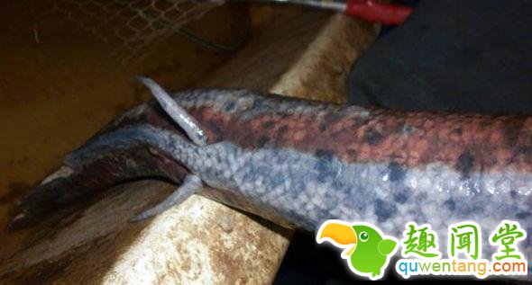 男子野外水沟钓到黑鱼，回家老婆却吓得大叫！