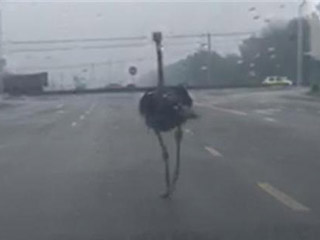 一鸵鸟一大早“逛街” 交警追了一小时