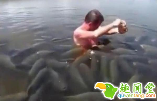 男子想边游泳边吃薯条，结果被鲤鱼围困！