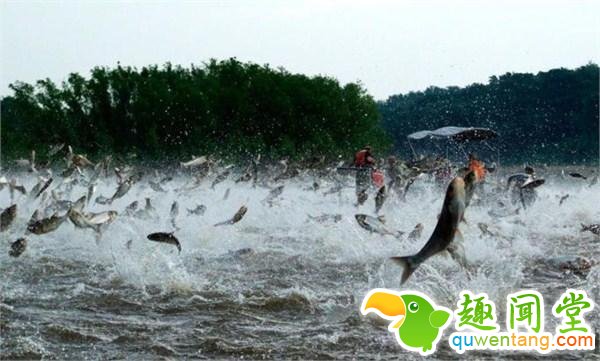 男子想边游泳边吃薯条，结果被鲤鱼围困！