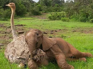 罕见，小象看上一只鸵鸟，成为好闺蜜