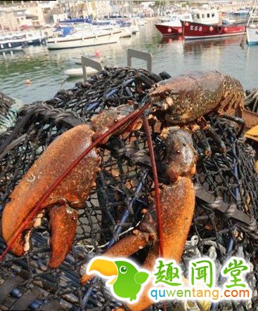 超级大龙虾，挥钳可以轻松夹断人的手臂