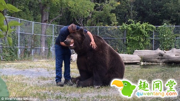 真正的熊抱！与巨型棕熊亲密无间