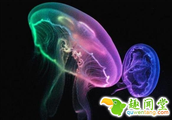 世界上寿命超长的五种动物，最后一个无敌了!