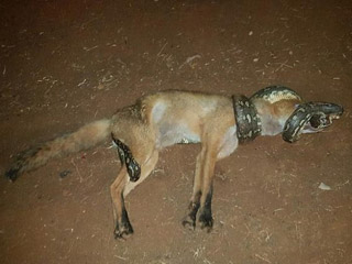 澳一狐狸捕蛇不成反送命