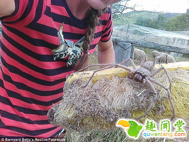 农场惊现巨大蜘蛛 体型罕见吓到网友