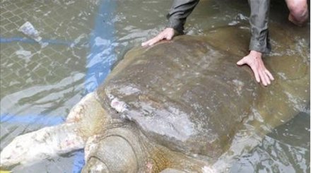 成精了！山洞惊现千年大鳖轰动世界