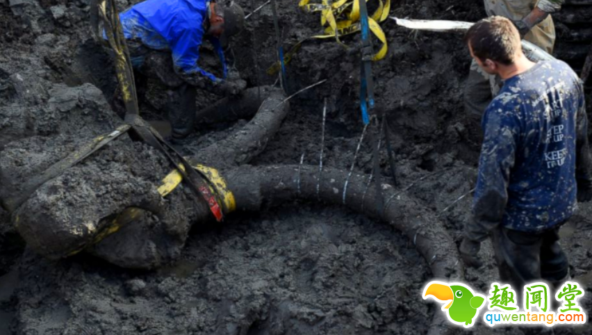 工地挖出大型异物，专家鉴定为冰川时代生物化石