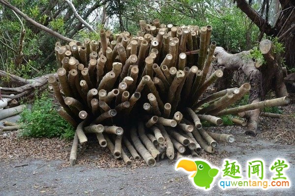 这堆木头里藏了一只狗 大家找翻天