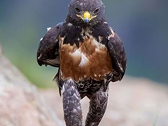 南非现不明生物?一只鹰降落后居然像人一