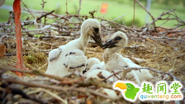 　 　 据英国《每日邮报》4月6日报道，克罗地亚一对白鹳夫妇的爱情故事在当地广为流传。14年来，公白鹳科雷派坦（Klepetan）每年准时从非洲飞回克罗地亚与母白鹳马莱娜（Malena）团聚。