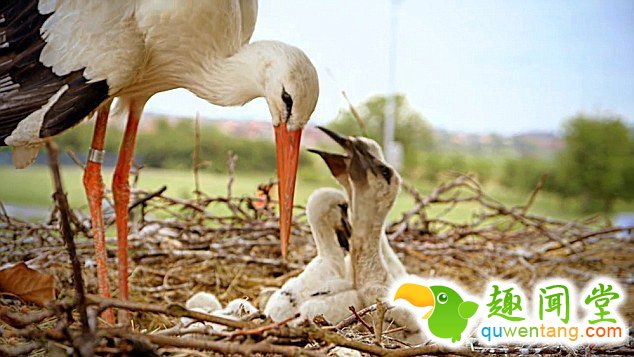 　 　 据英国《每日邮报》4月6日报道，克罗地亚一对白鹳夫妇的爱情故事在当地广为流传。14年来，公白鹳科雷派坦（Klepetan）每年准时从非洲飞回克罗地亚与母白鹳马莱娜（Malena）团聚。