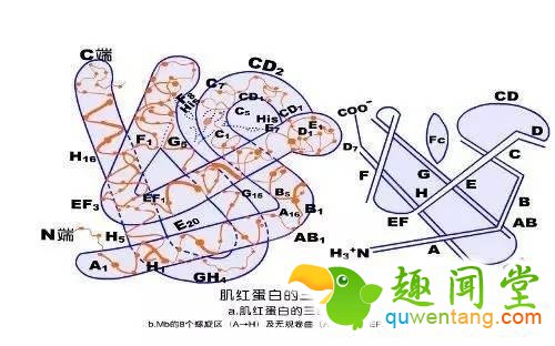 海洋哺乳动物在睡着后为什么不会被淹死？