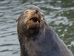 天啦噜!大海狮比人类还聪明?