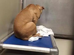 新主人突然反悔拒绝收养  伤心的比特犬背