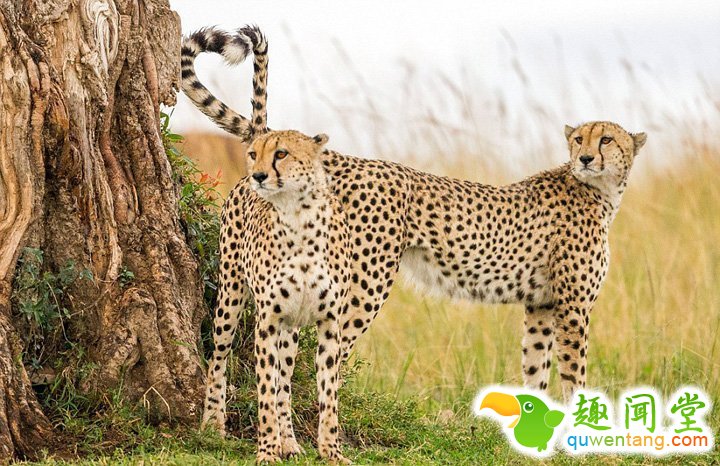 动物世界的心形图案营造浪漫节日氛围