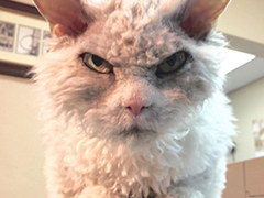 一只整天都在“愤怒”的喵星人,什么叫眼