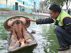 重庆动物园一河马进食后卡牙 主动求饲养
