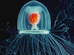 地球上那些可以称得上拥有不死之身动物，