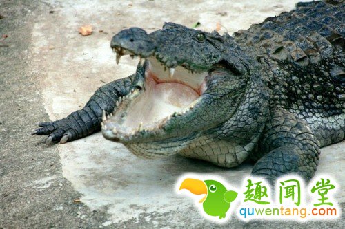 松鼠爱擦“蛇香水”？10个你会惊讶的动物怪事