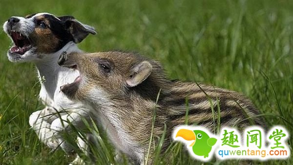 西媒图说动物王国最感人的9段友谊