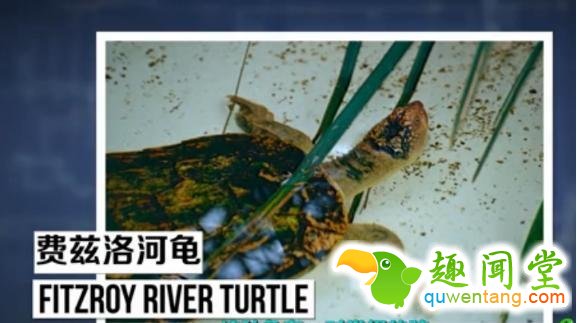 无奇不有！盘点地球上用屁股呼吸的三种奇特生物！