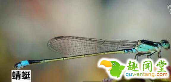 无奇不有！盘点地球上用屁股呼吸的三种奇特生物！