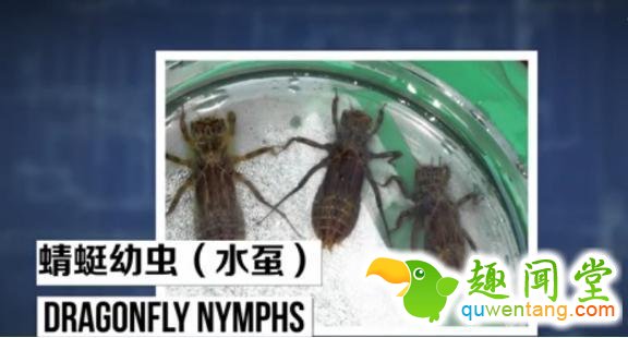 无奇不有！盘点地球上用屁股呼吸的三种奇特生物！