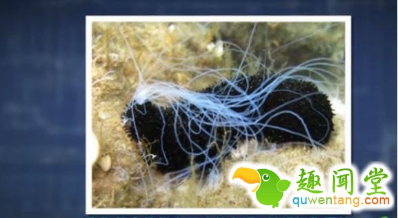 无奇不有！盘点地球上用屁股呼吸的三种奇特生物！