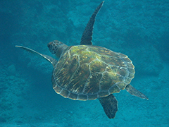 男子买了一只海龟后驱车去了海边 大家一