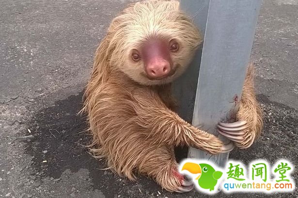 盘点任性动物霸占马路导致交通中断趣事