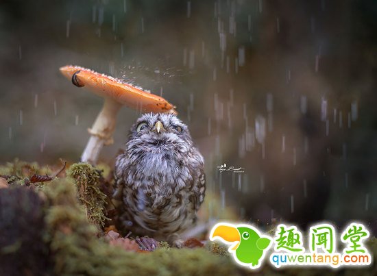 啊咧…这猫头鹰是成精了咩~萌你一脸血！