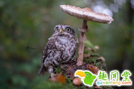 啊咧…这猫头鹰是成精了咩~萌你一脸血！