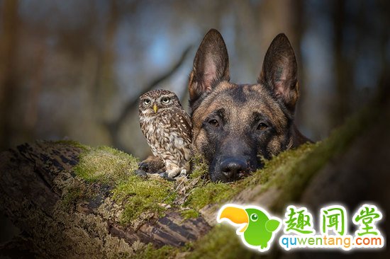 啊咧…这猫头鹰是成精了咩~萌你一脸血！