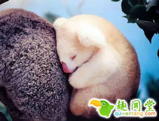 盘点刚出生的动物宝宝，可爱逆天萌翻众人