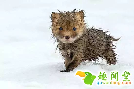 盘点刚出生的动物宝宝，可爱逆天萌翻众人