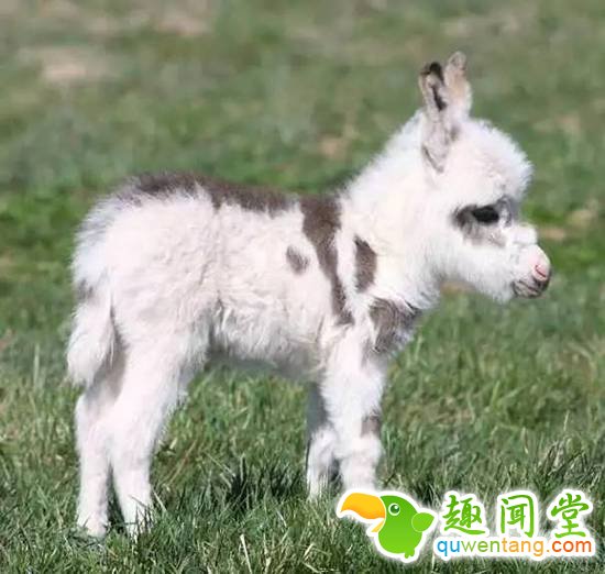盘点刚出生的动物宝宝，可爱逆天萌翻众人