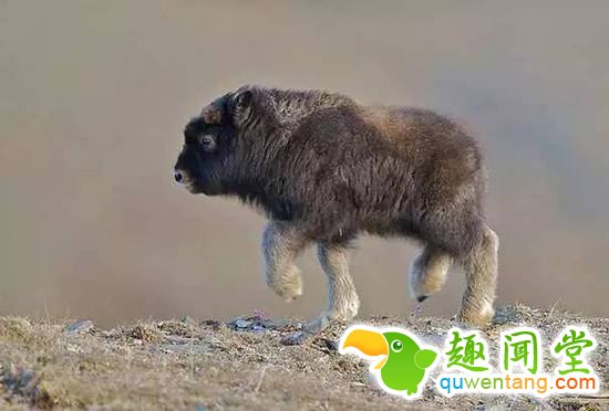 盘点刚出生的动物宝宝，可爱逆天萌翻众人