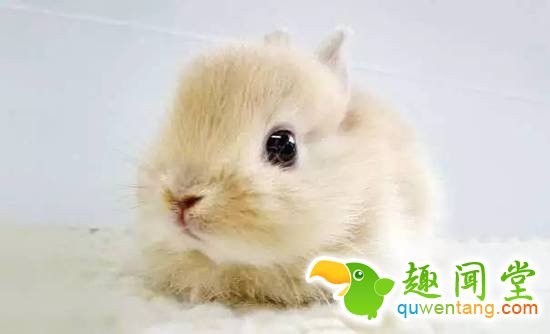 盘点刚出生的动物宝宝，可爱逆天萌翻众人