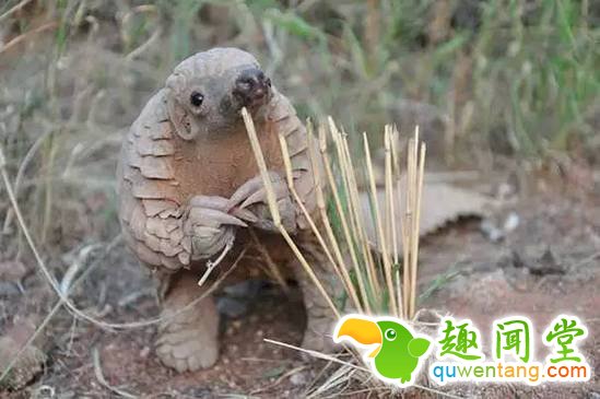 盘点刚出生的动物宝宝，可爱逆天萌翻众人