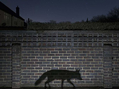 很棒！ 欧洲野生动物摄影师获奖作品图片