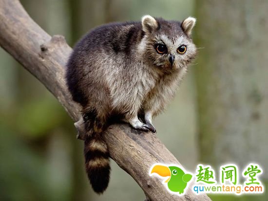 企鹅猫是什么鬼？15个毫无违和感的动物混血组合