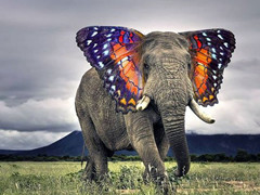 企鹅猫是什么鬼？15个毫无违和感的动物混