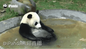 这些萌哒哒的熊猫出浴图，够我看一整天的