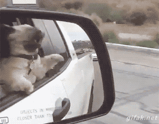 11张GIF告诉你，家里有只萌宠是件多么开心的事